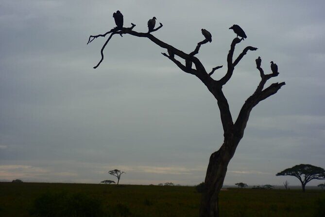 Discover the group joining for 5-day Tanzania safari in 2025 - Day 2: From Mto wa Mbu to Serengeti for late-afternoon wildlife