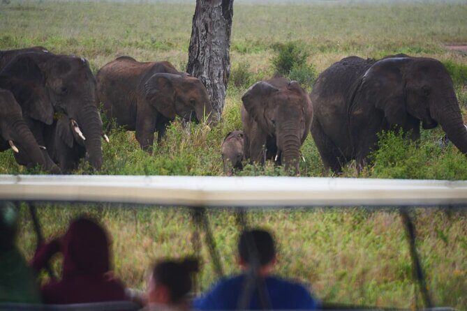 Discover the group joining for 5-day Tanzania safari in 2025 - Day 3: Serengeti morning drive, then Ngorongoro area camping