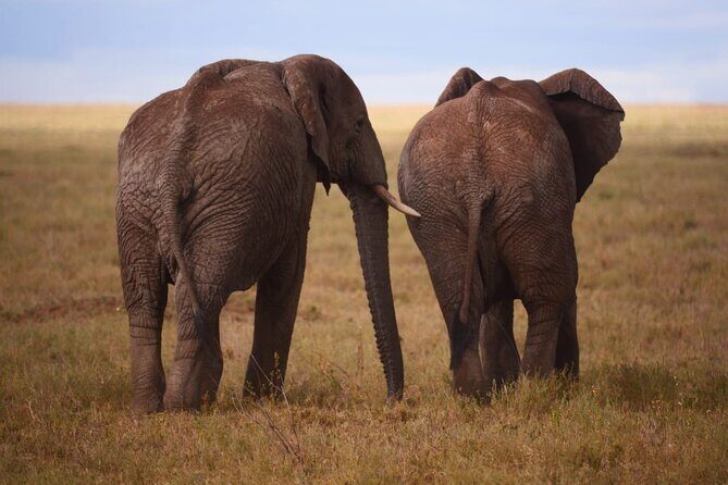 Discover the group joining for 5-day Tanzania safari in 2025 - Day 4: Ngorongoro Crater afternoon time and a return to Mto wa Mbu