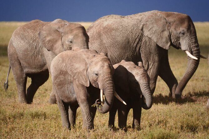 Discover the group joining for 5-day Tanzania safari in 2025 - Day 5: Lake Manyara, then back to Arusha