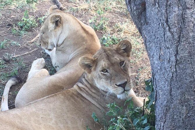 Discover the group joining for 5-day Tanzania safari in 2025 - Vehicle, guide, and the rhythm of spotting wildlife