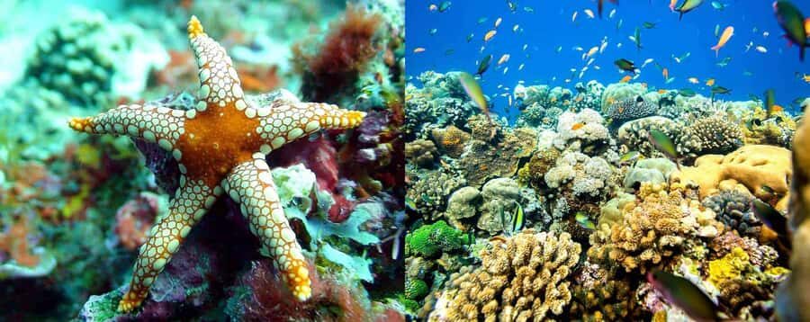 Discover Tumbatu Island: Private Snorkeling Adventure - The boat ride: Hope Dhow vibes, real-world boat days
