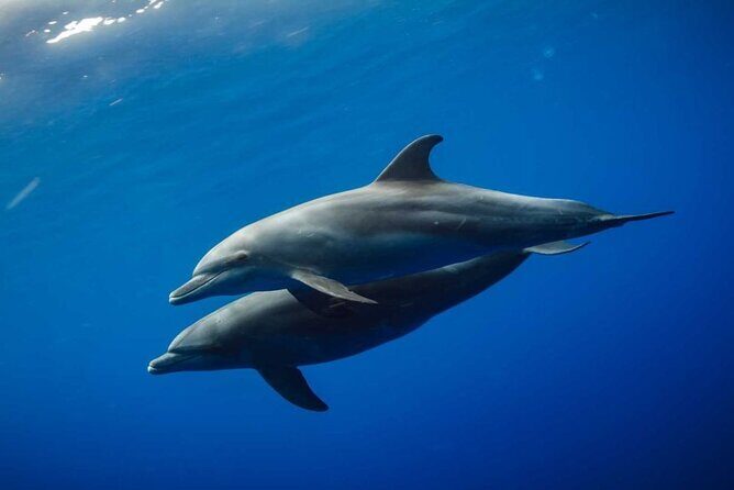 Dolphin and Tumbatu Island Snorkeling Tour with Pickup - What to Expect From the Overall Timeline (and Why It Feels Manageable)
