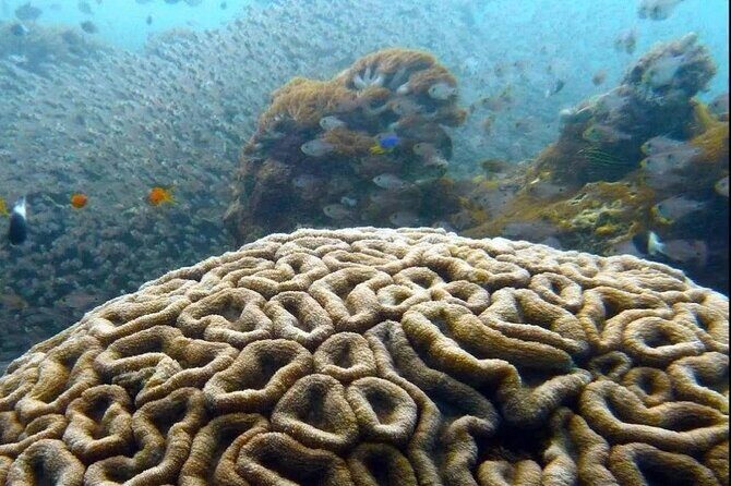 Dolphin and Tumbatu Island Snorkeling Tour with Pickup - Pickup at Mama Mia Nungwi and How to Plan Your Morning