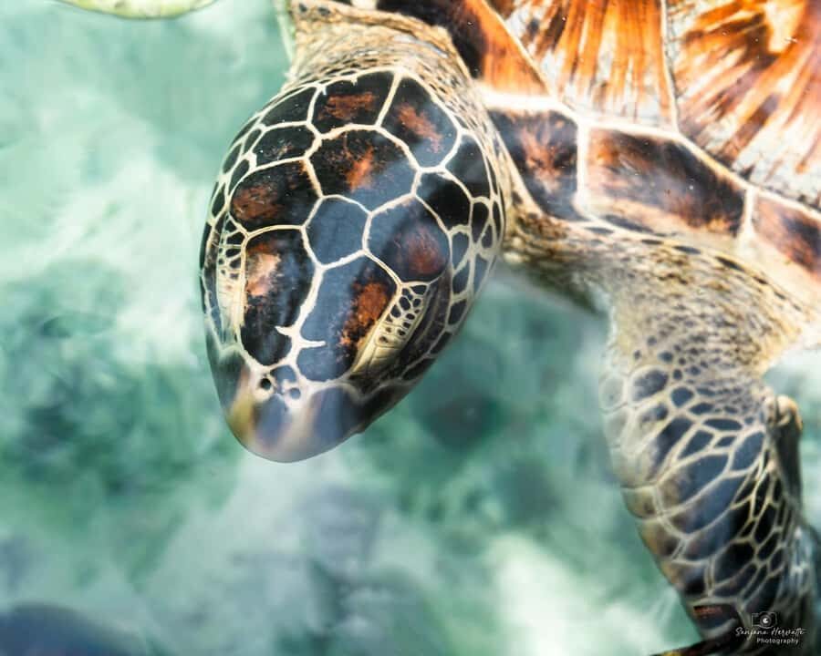 Dolphin tour at kizimkazi and Salaam cave - Should you book this tour?