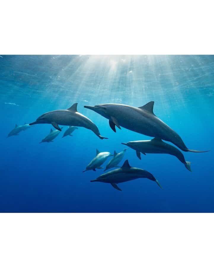 Dolphin tour at kizimkazi and Salaam cave - Why Kizimkazi dolphins plus Salaam Cave turtles makes sense