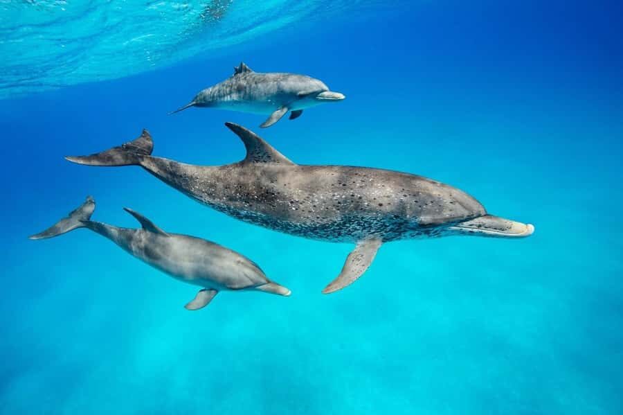 Dolphin tour at kizimkazi and Salaam cave - Kizimkazi Mkunguni swim and snorkel: your dolphin-spotting window