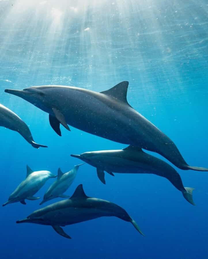 Dolphin tour at kizimkazi and Salaam cave - Pickup, drop-off, and the private-group difference