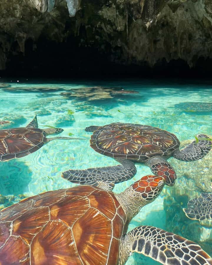 Dolphin tour at kizimkazi and Salaam cave - Is it worth $75 for dolphins and turtles?