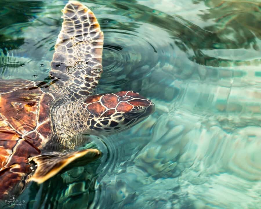 Dolphin tour at kizimkazi and Salaam cave - Who should book this tour (and who should consider another option)