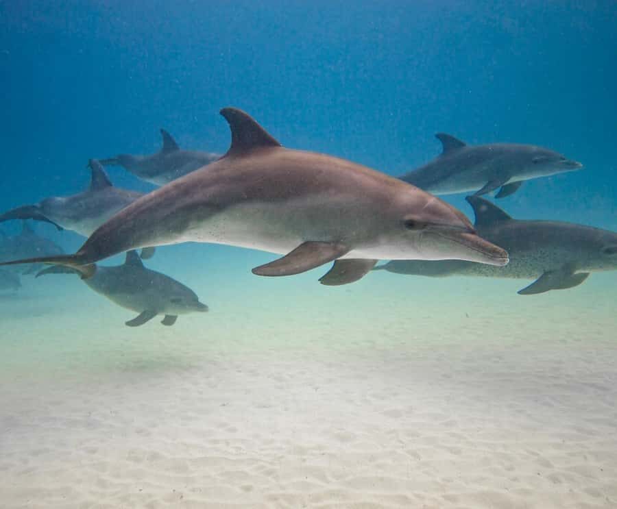 Dolphin tour at kizimkazi and Salaam cave - The speedboat ride: what that 30-minute run really means