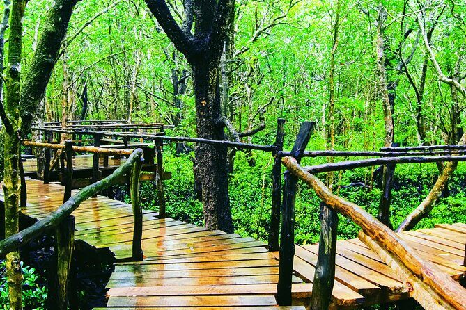 Dolphin Tour Jozan Forest, Kuza Cave, Paje Becach &The Restaurent - Jozani Forest and the red colobus monkey walk