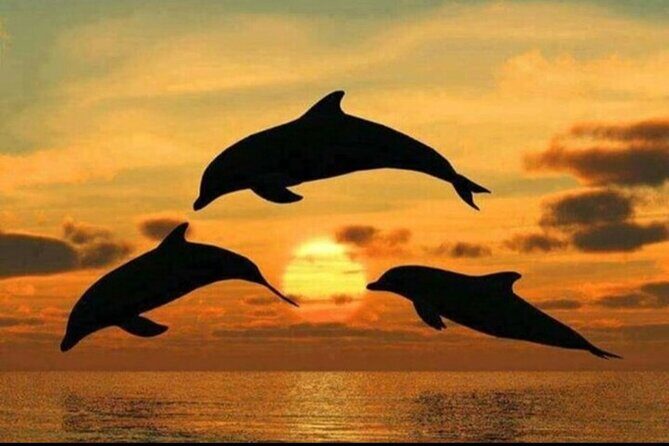 Dolphin Tour Jozan Forest, Kuza Cave, Paje Becach &The Restaurent - Paje Beach and the Blue Lagoon style water time