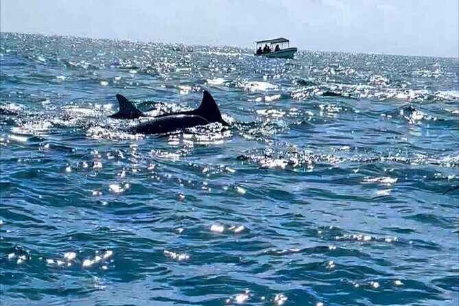 Dolphin Tour Jozan Forest, Kuza Cave, Paje Becach &The Restaurent - Price and value: what $110 per person really buys