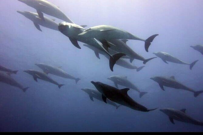 Dolphin Tour Jozan Forest, Kuza Cave, Paje Becach &The Restaurent - Timing, pace, and what to bring for comfort
