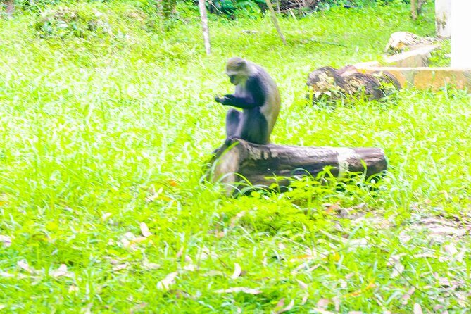 Dolphin Tour Jozan Forest, Kuza Cave, Paje Becach &The Restaurent - Who should book this Zanzibar mix day