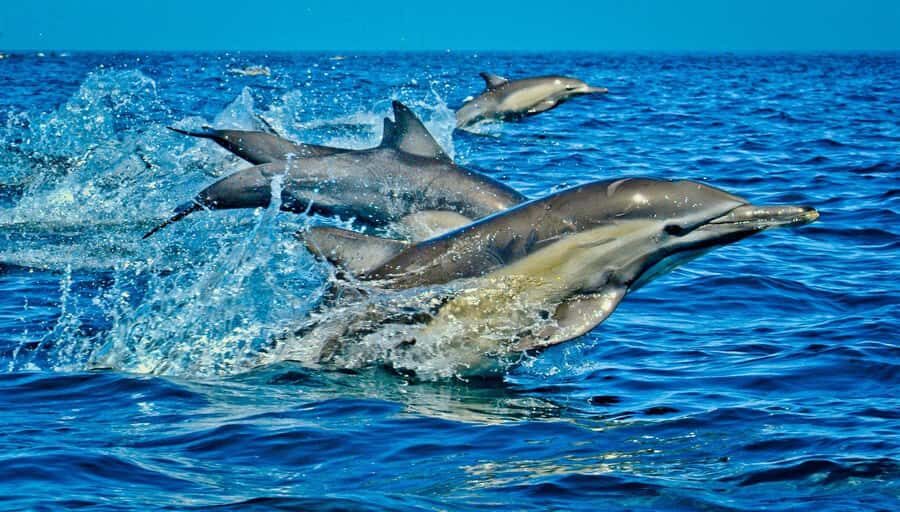 Dolphin Tour, Jozani Forest, Prison Island, Island Pongwe - Jozani Forest and the Red Colobus: the wildlife stop with real personality