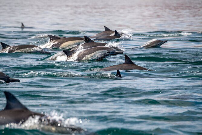 Dolphin Watching Tour & Josani Forest Sea Trip - Zanzibar - A 5:30am Schedule That Actually Helps in Zanzibar