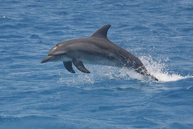 Dolphin Watching Tour & Josani Forest Sea Trip - Zanzibar - The Value Math: Is $75 Worth It for This Zanzibar Combo?