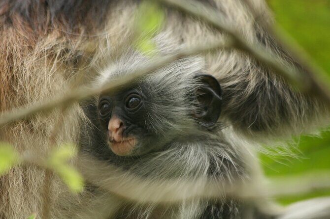 Dolphin Watching Tour & Josani Forest Sea Trip - Zanzibar - Logistics That Affect Your Comfort (More Than You Think)