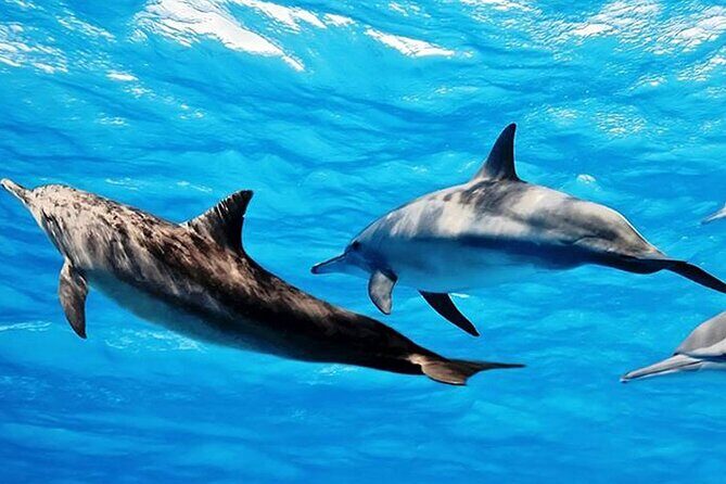 Dolphin Watching Tour & Josani Forest Sea Trip - Zanzibar - Who This Tour Fits Best