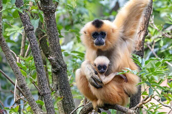 Dolphin Watching Tour & Josani Forest Sea Trip - Zanzibar - FAQ