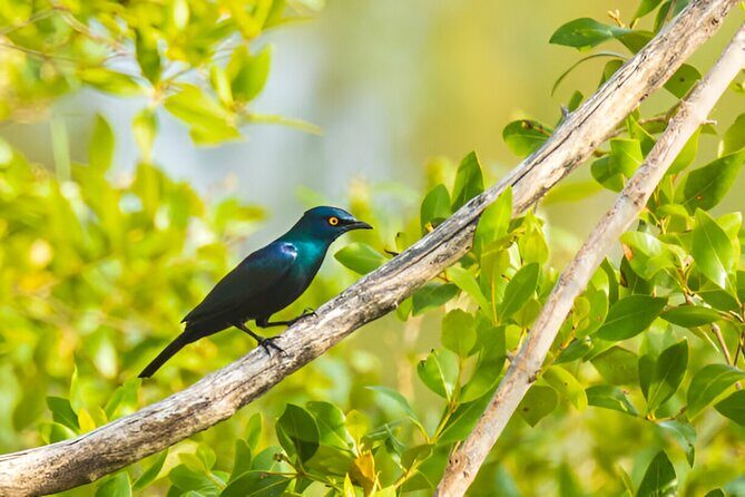 Dolphin Watching Tour & Josani Forest Sea Trip - Zanzibar - Snorkeling Gear Included: Coral Reefs and Marine Life Time