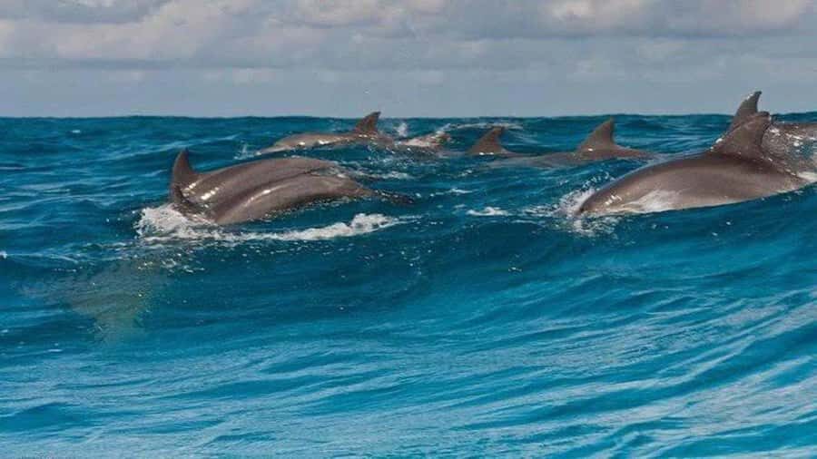 Dolphins & Snorkeling Zanzibar: Mnemba Island Tour - Key things to know before you go