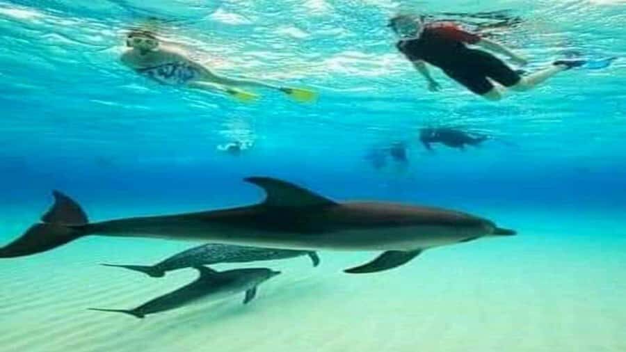 Dolphins & Snorkeling Zanzibar: Mnemba Island Tour - Dolphin watching: what to expect when the pace is fast