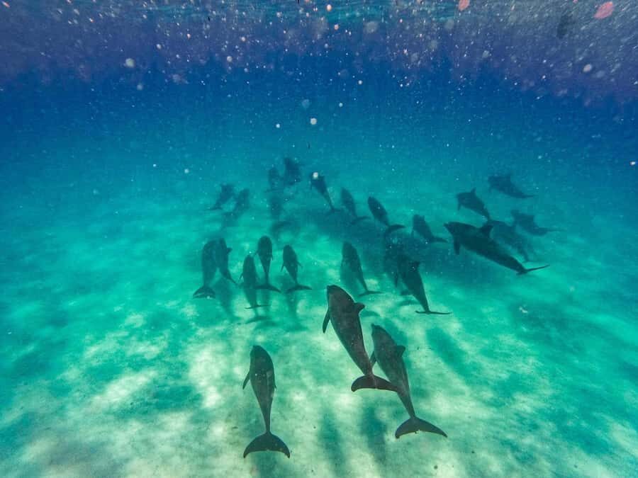 Dolphins tour and turtles swimming in kizimkazi - Key Things I’d Plan Around
