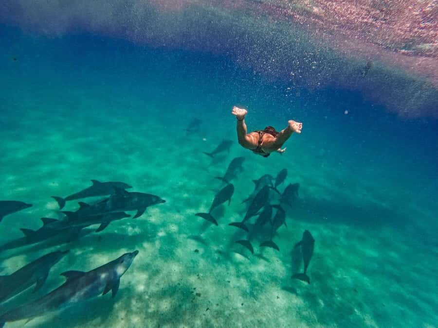 Dolphins tour and turtles swimming in kizimkazi - Pickup in Southern Zanzibar: Easy Start, Many Options