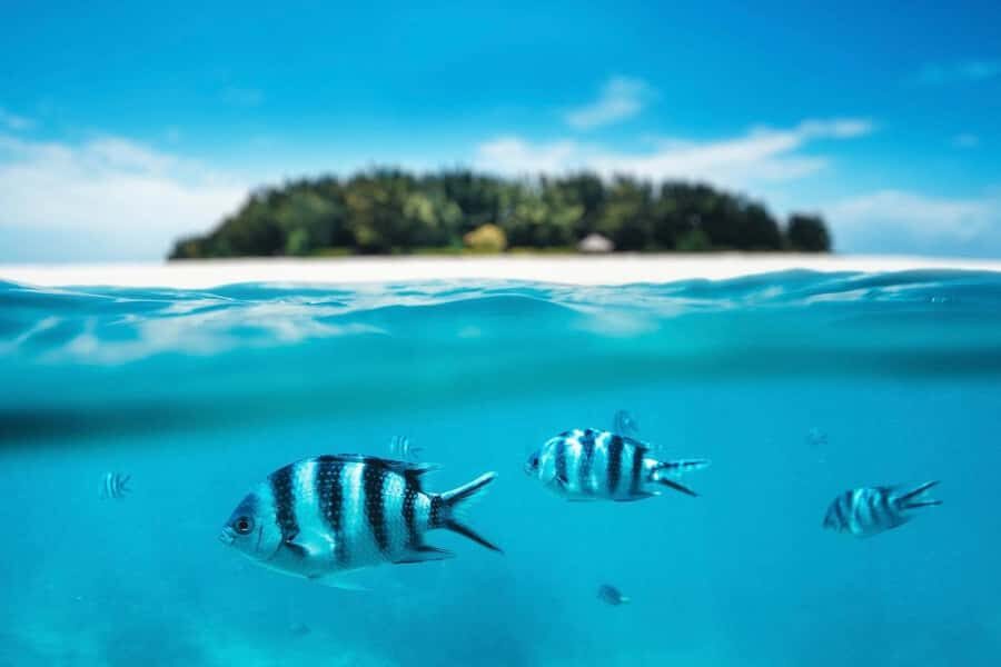 Dolphins tour + mnemba island snorkeling + salaam turles - Price and value: where the $150 works, and where it may not