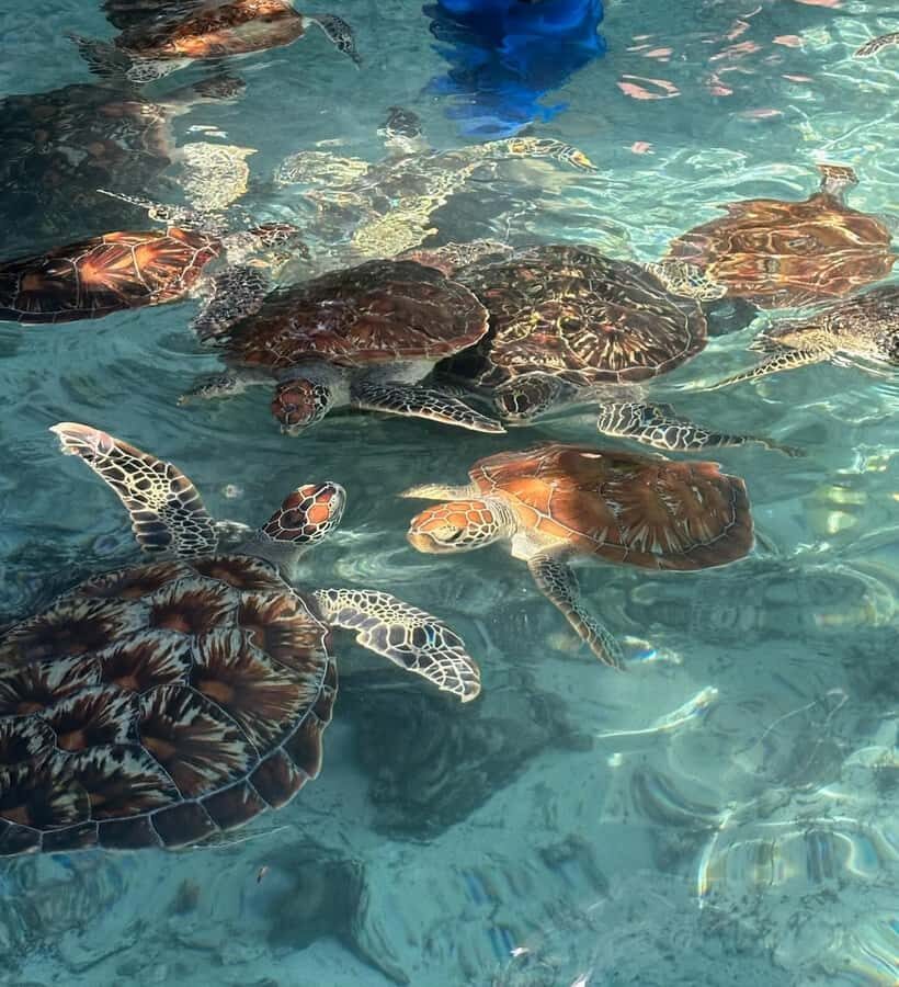 Dolphins tour + mnemba island snorkeling + salaam turles - Who this tour suits best (and who should think twice)