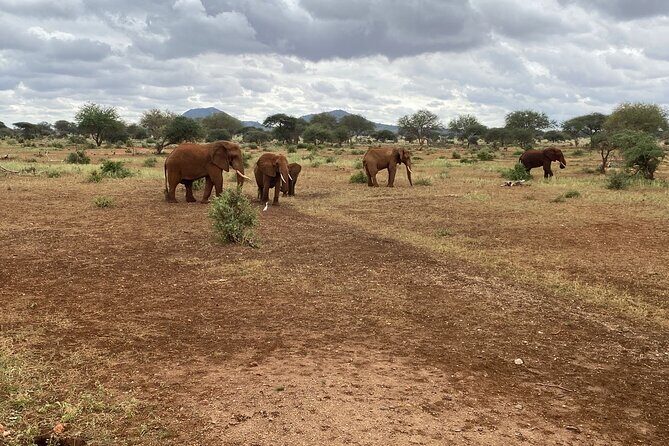 Elephant Safari Tanzania 4 Days **Sustainable Approach to Travel - Ngorongoro Crater: big-game viewing and rare rhino odds