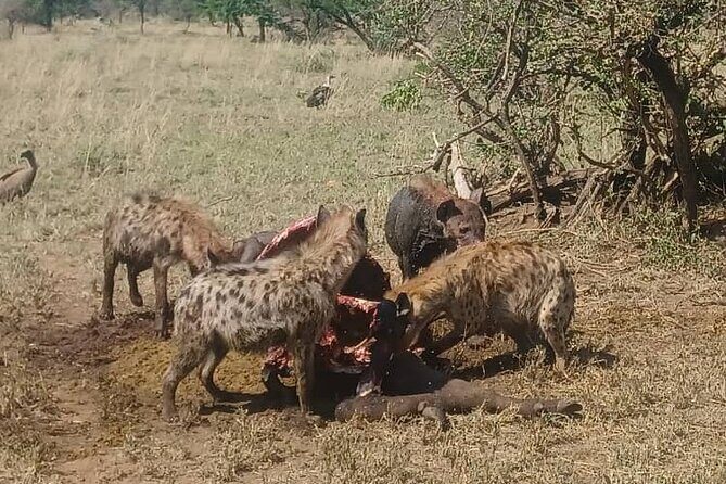Elephant Safari Tanzania 4 Days **Sustainable Approach to Travel - Maasai Village and Olduvai Gorge: culture stops with real context