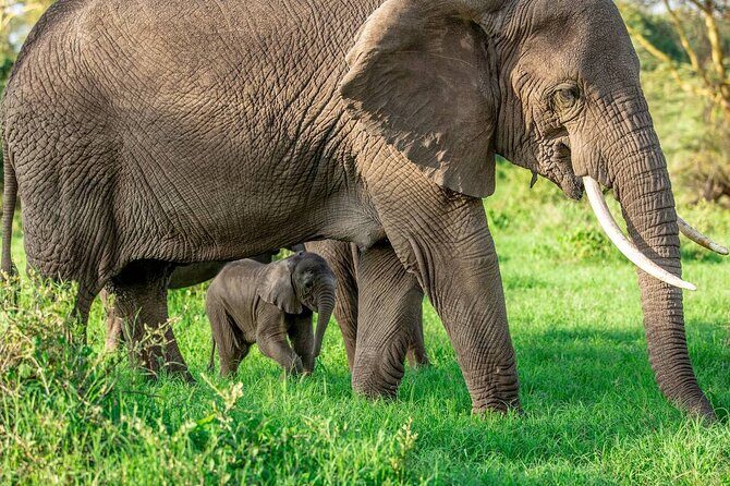 Elephant Safari Tanzania 4 Days **Sustainable Approach to Travel - What the camps get right: full-board and the rhythm of the day