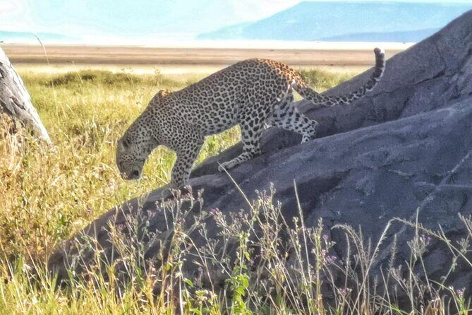 Elephant Safari Tanzania 4 Days **Sustainable Approach to Travel - Price and what you’re actually getting for $1,500