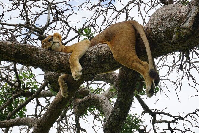 Elephant Safari Tanzania 4 Days **Sustainable Approach to Travel - Sustainability note: what you can confirm before you book