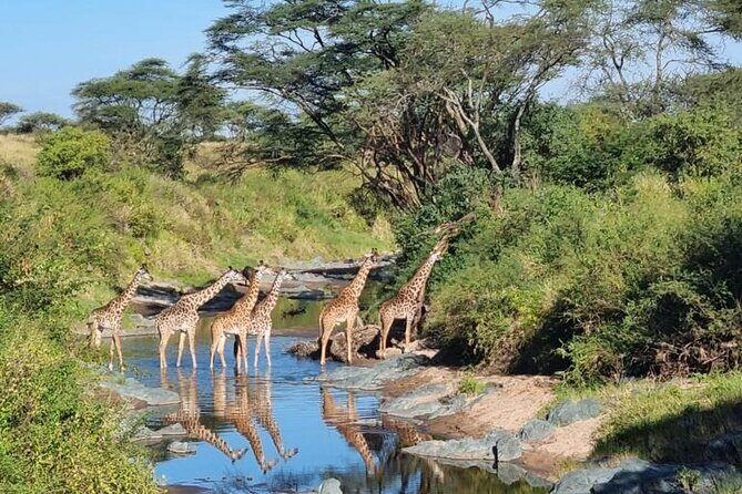 Elephant Safari Tanzania 4 Days **Sustainable Approach to Travel - 4x4 comfort and timing: the small details that affect your sightings