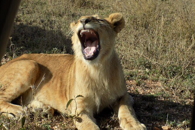 Enjoy a Private Day Trip to Lake Manyara National Park. - Lake Manyara in One Day: What You Can Actually See
