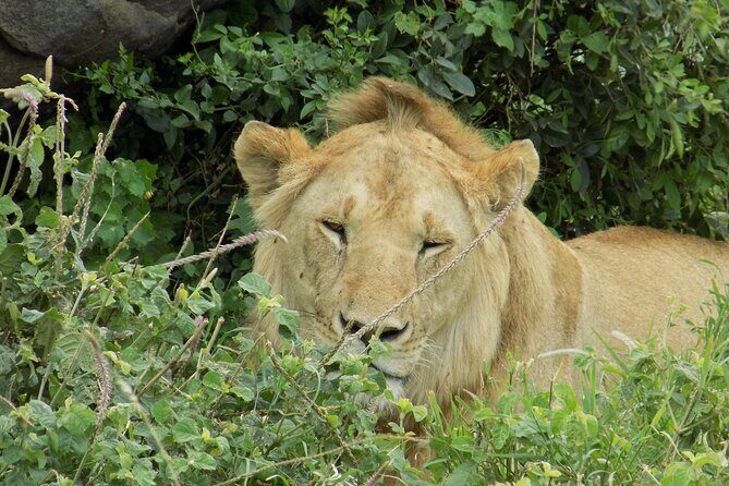 Enjoy a Private Day Trip to Lake Manyara National Park. - Bird Watching at Lake Manyara: More Than a Side Quest