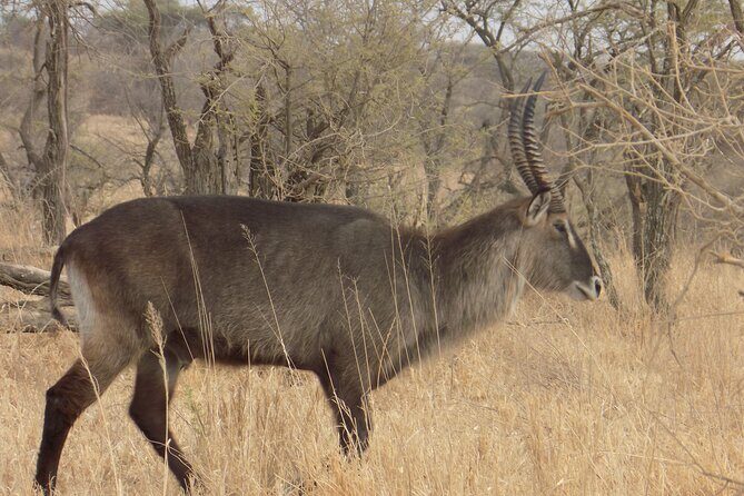 Enjoy a Private Day Trip to Lake Manyara National Park. - Hot Spring Area and the Park’s Quirks