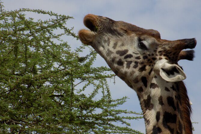 Enjoy a Private Day Trip to Lake Manyara National Park. - Masai Village Interaction: Good If It Fits, Not If It Doesn’t