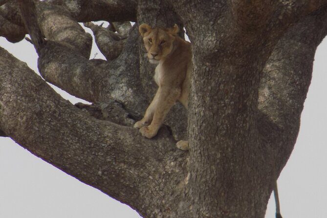 Enjoy a Private Day Trip to Lake Manyara National Park. - Price and Value: Why $350 Can Make Sense