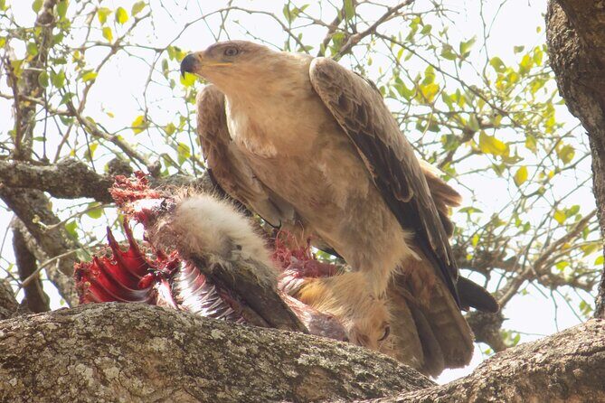 Enjoy a Private Day Trip to Lake Manyara National Park. - Private 4x4 Safari Vehicle and English Guide: How the Day Flows