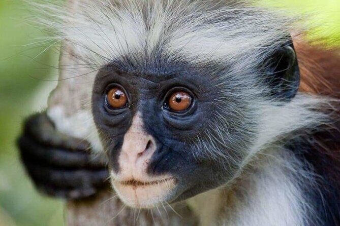 Exclusive Full-Day Zanzibar Adventure: Jozani Forest, Hidden Gems - Key highlights you’ll actually care about