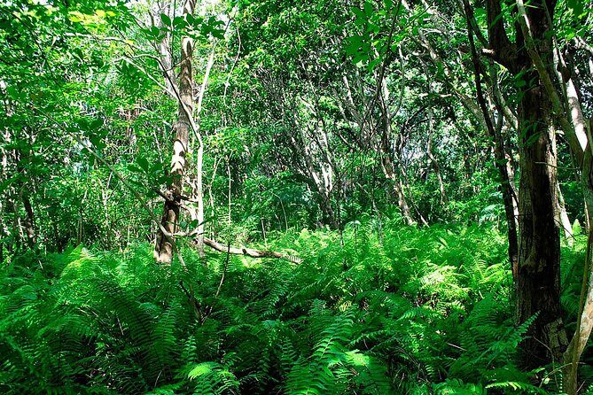 Exclusive Full-Day Zanzibar Adventure: Jozani Forest, Hidden Gems - What you’re paying for: $150 value check