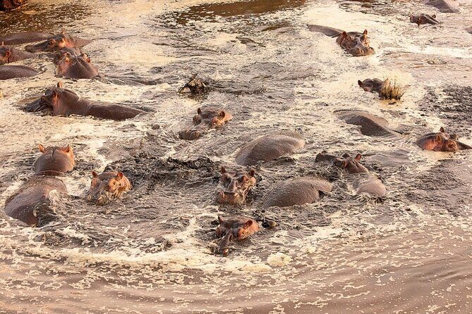Extraordinary Hot air Bolloon ride in Serengeti | BURIGI CHATO SAFARIS CO L.T.D - Inside the Flight: Wind Drift, Altitude Changes, and Wildlife-Spotting