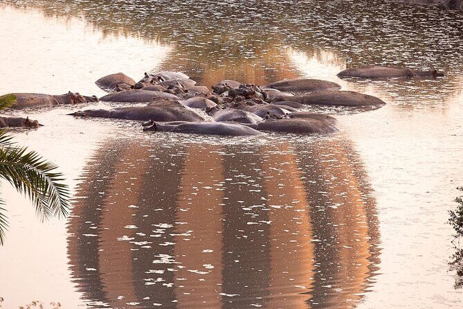 Extraordinary Hot air Bolloon ride in Serengeti | BURIGI CHATO SAFARIS CO L.T.D - Landing With Champagne and Eating in the Bush