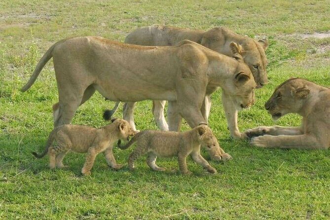 Flight Package Zanzibar to Nyerere National Park (Selous GR) 3 Days 2 Nights - Key highlights before you go